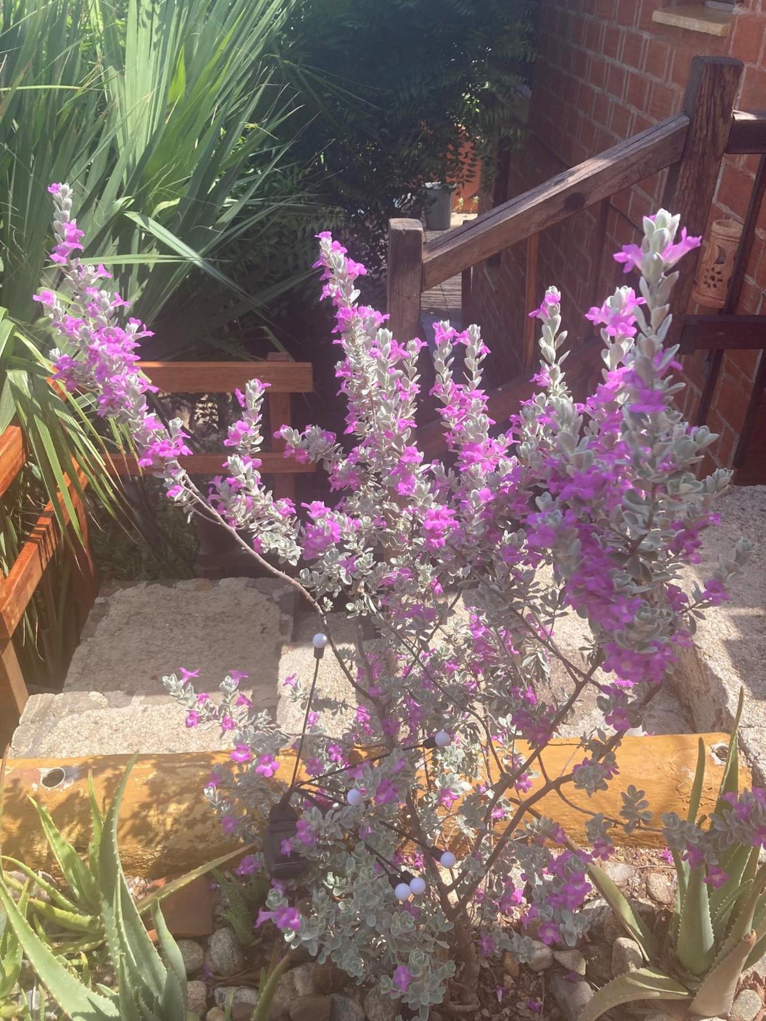 La Loma Linda, Bungalows, Yoga And Feldenkrais, Starlink Internet Zipolite Exterior photo