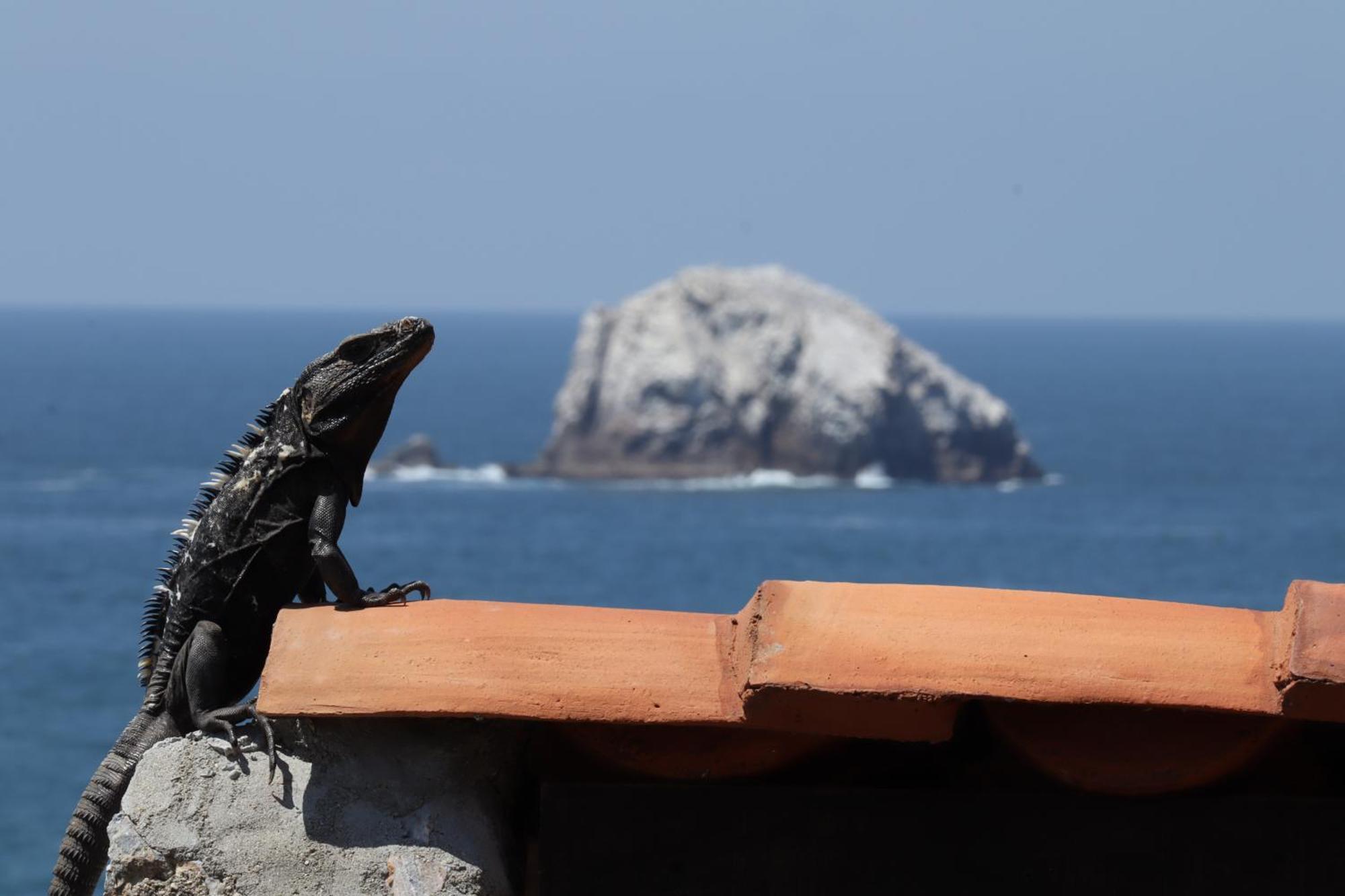 La Loma Linda, Bungalows, Yoga And Feldenkrais, Starlink Internet Zipolite Exterior photo