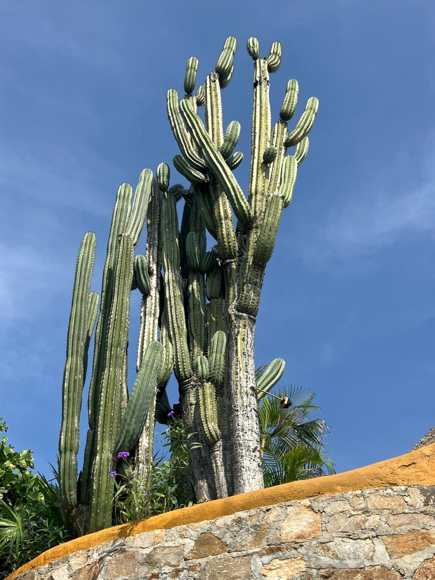 La Loma Linda, Bungalows, Yoga And Feldenkrais, Starlink Internet Zipolite Exterior photo
